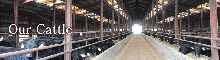 Feedlot and Cattle